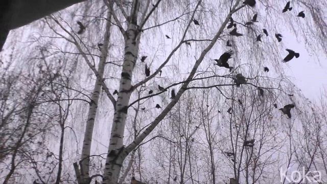 Вороны гоняют Сову смотреть онлайн