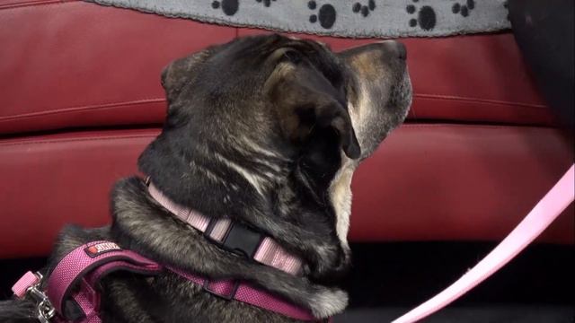 Meet Petunia, who is up for adoption at the Hamilton/Burlington SPCA смотреть онлайн