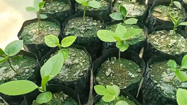 hibiscus seedling смотреть онлайн