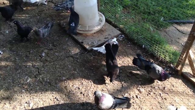 Продаются Бакинские Широкохвостые голуби 89634202500 смотреть онлайн