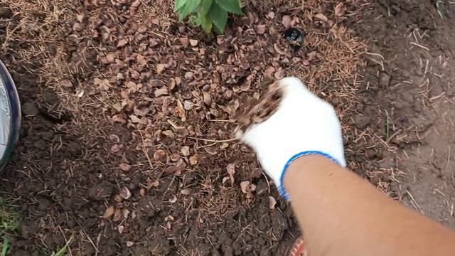 Высадила саженцы гортензий🌺 свекрови на участок. смотреть онлайн