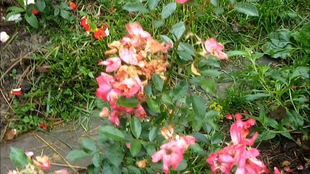 ЕЩЕ РОЗЫ 30 07 2017, часть 2 смотреть онлайн