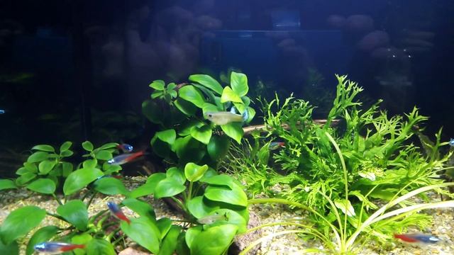 Аквариум 30 литров, рыбки и растения в нем смотреть онлайн
