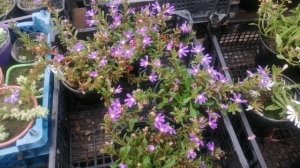 Сцевола розовая, синяя, белая: размножение (черенкование).