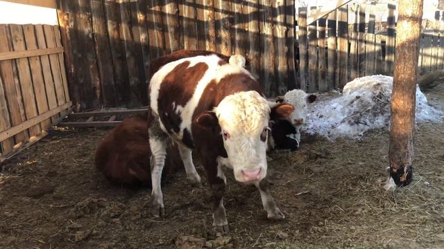 Сдал бычка на мясо ? смотреть онлайн