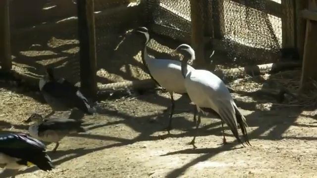 Зоологический заповедник Oasys MiniHollywood. #путешествия #испания #животные #птицы #зоология смотреть онлайн