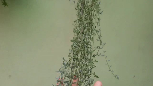 Suculentas lindas e uma surpresa feliz! смотреть онлайн