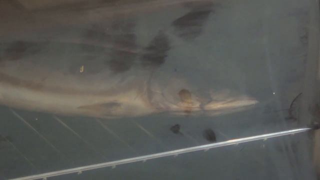 Копчение скумбрии на вишнёвой щепе. смотреть онлайн