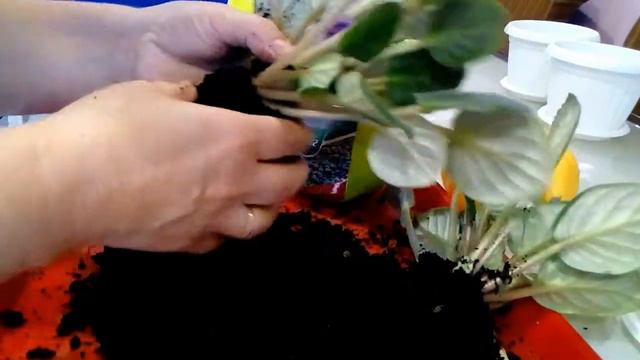 Узамбарская фиалка и Колеус, пересадка. Проблема с Фаленопсисом (Орхидеей). смотреть онлайн