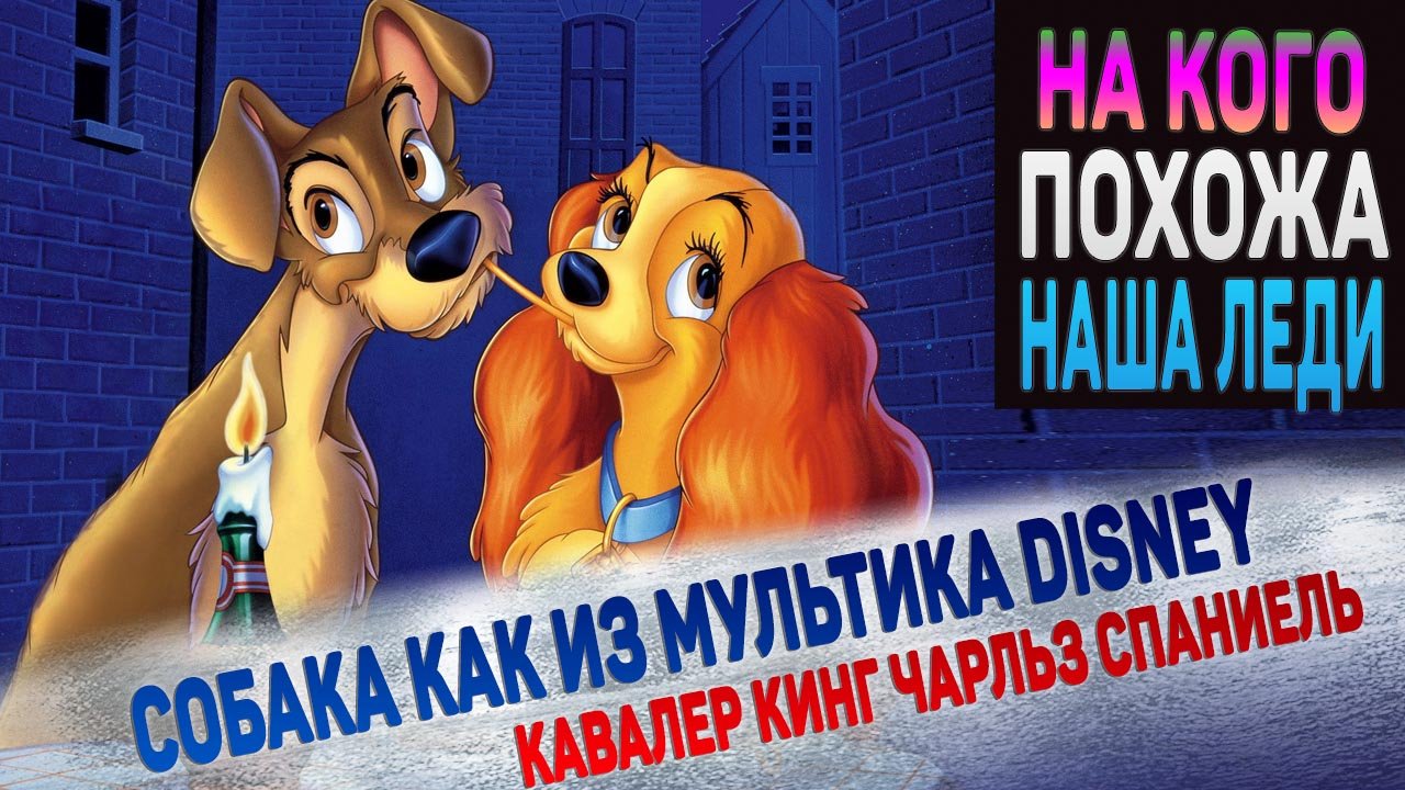 Кавалер Кинг Чарльз Спаниель. Собака как из мультика Disney "Леди и Бродяга" смотреть онлайн