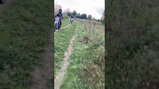 Маршрут "Знакомство с лесом" смотреть онлайн