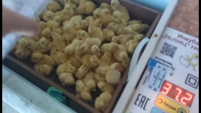 ИНКУБАЦИЯ ПЕРЕПЕЛИНЫХ ЯИЦ ОТ СВОИХ ПЕРЕПЕЛОК смотреть онлайн
