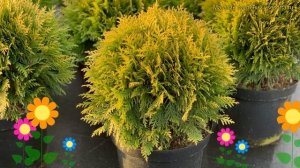 Туя западная глобоза ауреа. Краткий обзор, описание характеристик thuja occidentalis Globosa Aurea