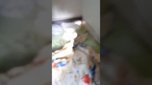 Крым, жилье в Алупке июнь 2019г смотреть онлайн