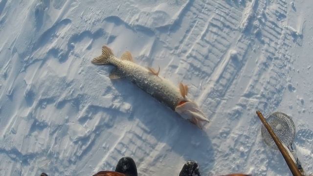 РЫБАЛКА МАХАЛКА! ПОЙМАЛ ЩУКУ МОНСТРА! ВОТ ЭТО УЛОВИЩЕ! смотреть онлайн
