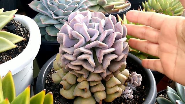 SUCULENTAS LINDAS E DE MUITO FACIL CULTIVO P/ INICIANTES + Dicas de Cultivo / Paraíso da Suculenta смотреть онлайн