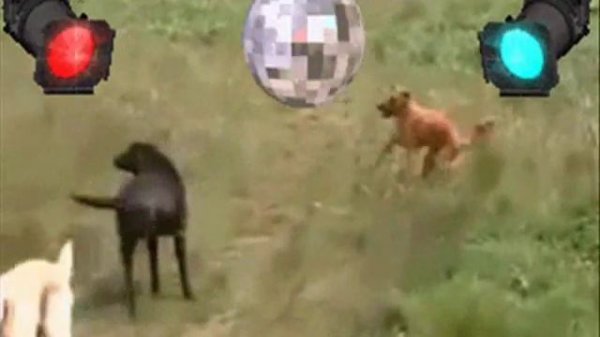 Nyan Cat-ultimate dance gif showdown