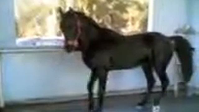 Арабский конь танцует смотреть онлайн