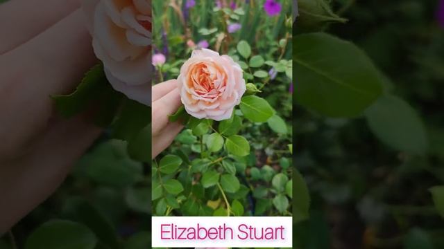 Обаятельная Elizabeth Stuart. Шраб, Massad Франция 2003 #shorts смотреть онлайн