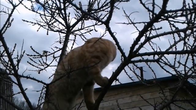 С Любовью о важном и разном. "Рыжие" истории про кота Барсика смотреть онлайн