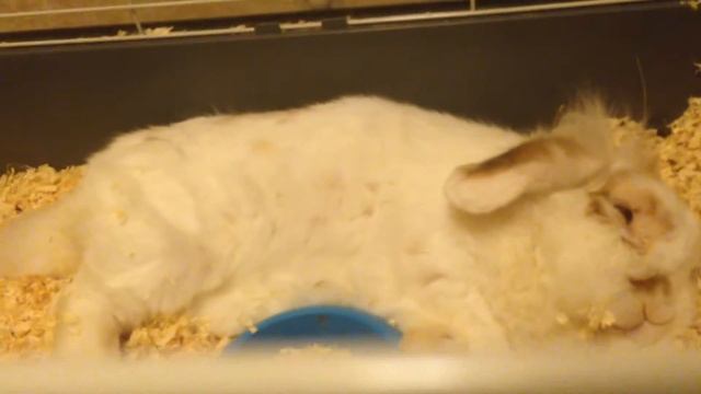 спящий кролик смешной funny bunny cute rabbit sleeping смотреть онлайн