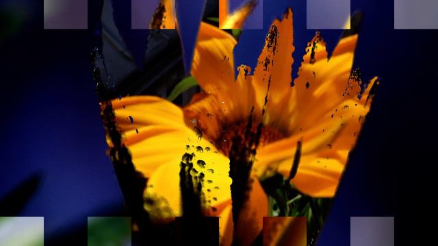 GAZANIA смотреть онлайн