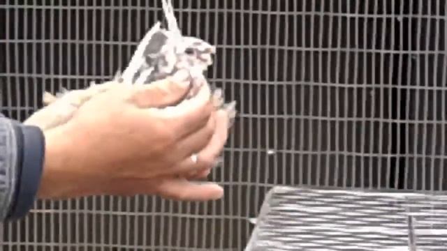 Узбекский голуби белые, челкари, сочи в г. Белгород часть 2 смотреть онлайн