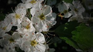 Футаж — Весна. Боярышник цветет. Крупный план. |  Футаж природа [FullHD/2К]