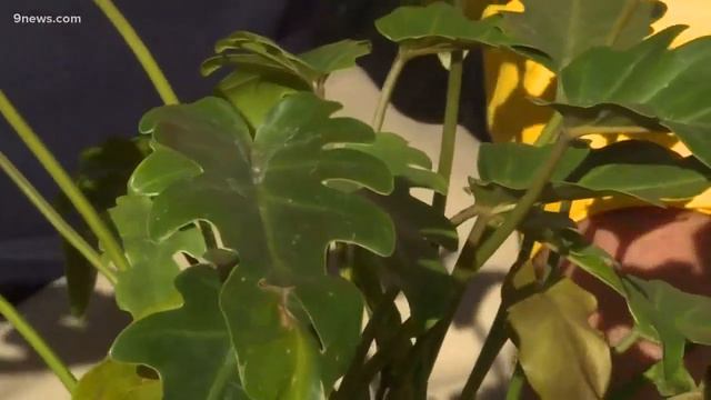 Tips on transplanting and dividing houseplants смотреть онлайн