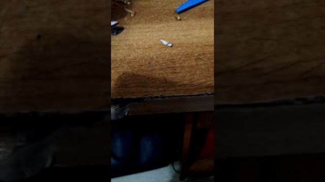 Корм для моего нового хомяка смотреть онлайн