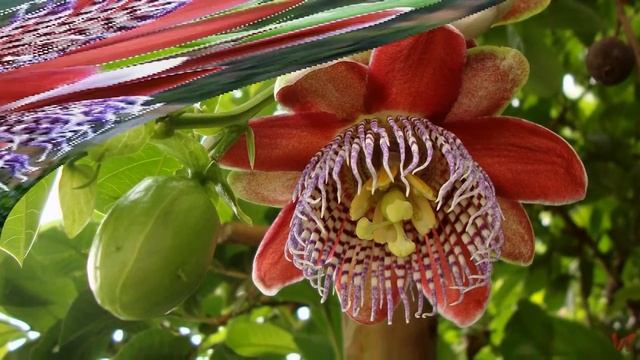 Пассифлора (Passiflora alata) смотреть онлайн