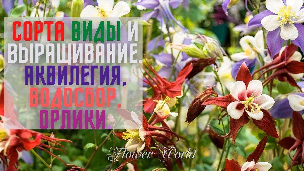 Сорта виды и выращивание - Аквилегия, Водосбор, Орлики. смотреть онлайн