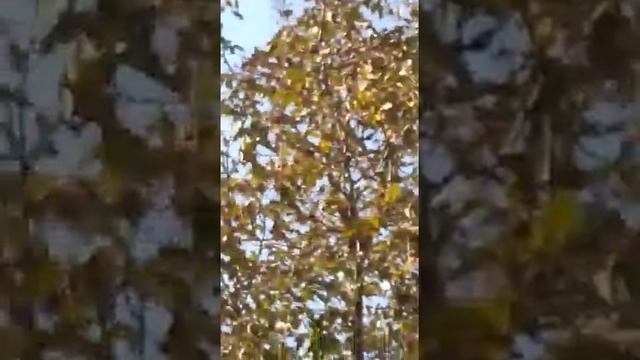 АЗЕРБАЙДЖАН СЕЛО КАШКАЧАЙ КАХСКОГО РАЙОНЕ смотреть онлайн