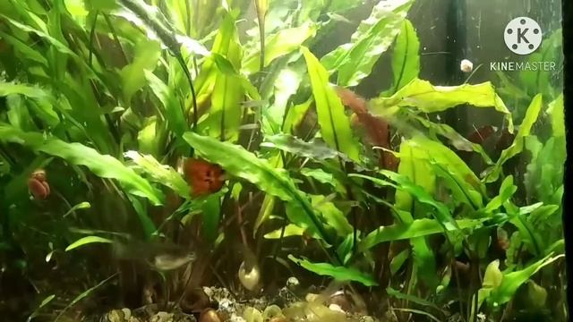 Танец рыбок гуппи./Guppy fish dance. смотреть онлайн