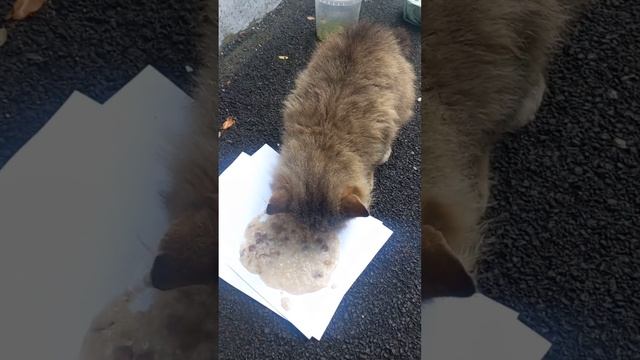 Медведя нашла ,но потом его испугал Сэм ,пришлось искать его во второй раз ??? смотреть онлайн