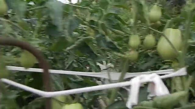 Обзор томата Грушевидный перчик. смотреть онлайн