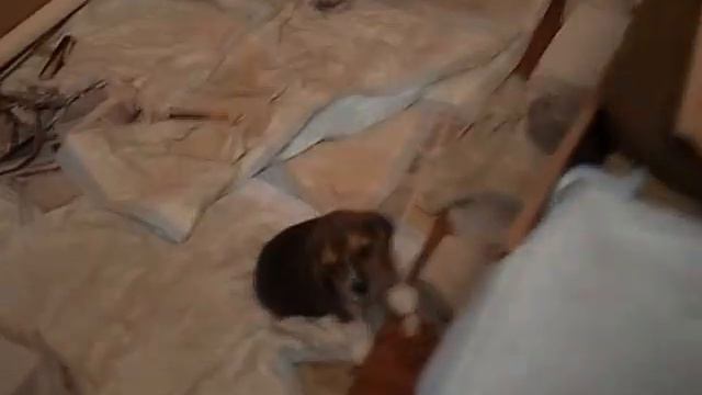 Бигль Ника с щенятами