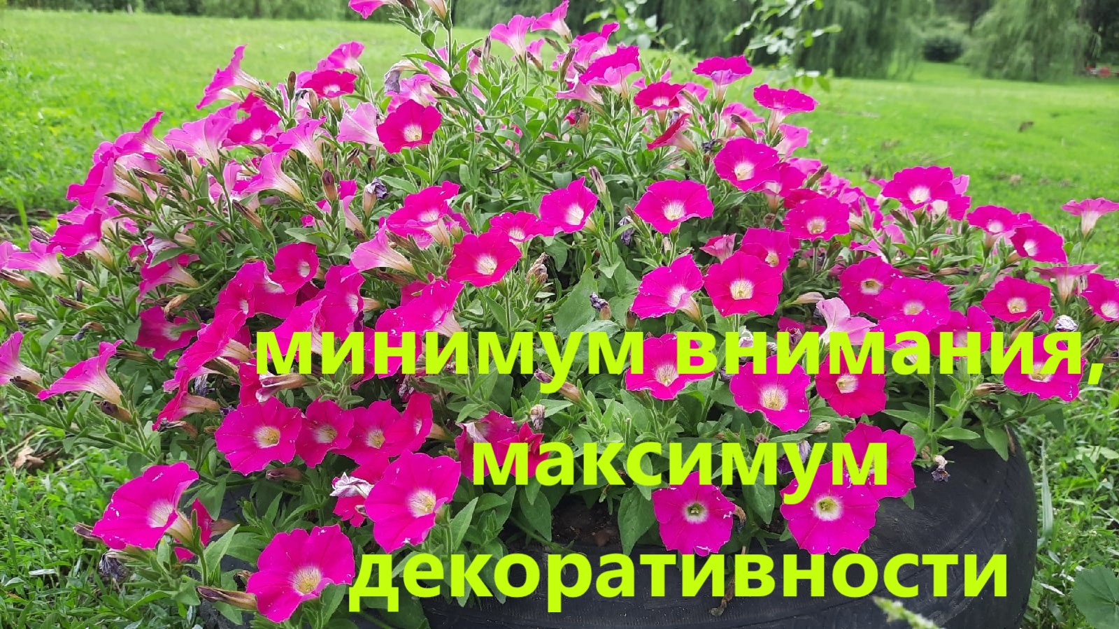 Как растет и развивается петуния в кашпо, грунте, шинах. Этот сорт петунии радует меня 3 сезон. смотреть онлайн