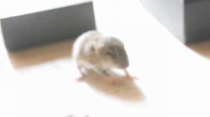 Испытание отпугивателя мышей ГРАД -А500