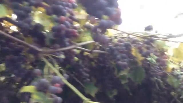 Практически без ухода каждогодичные великолепные урожаи винограда! смотреть онлайн