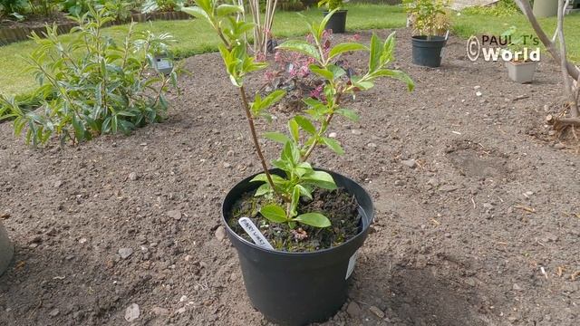 Border Tour - New Border Part 5 - My English Garden May 2021