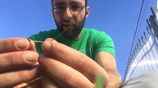 Seria blitz : Tunderea gazonului + o greseala frecventa - www.semintegazon.ro смотреть онлайн