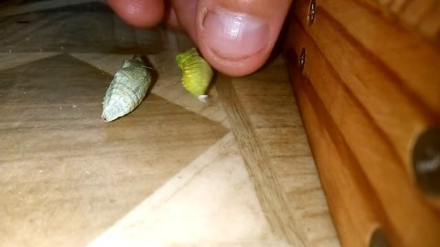 Как отличить заражённую куколку от здоровой. смотреть онлайн