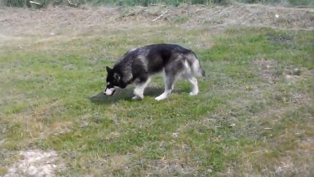 Самодельный плот из бочек ГСМ смотреть онлайн