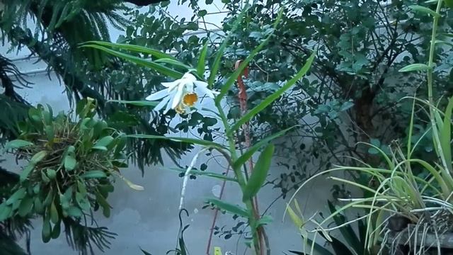 Thunia marschalliana смотреть онлайн