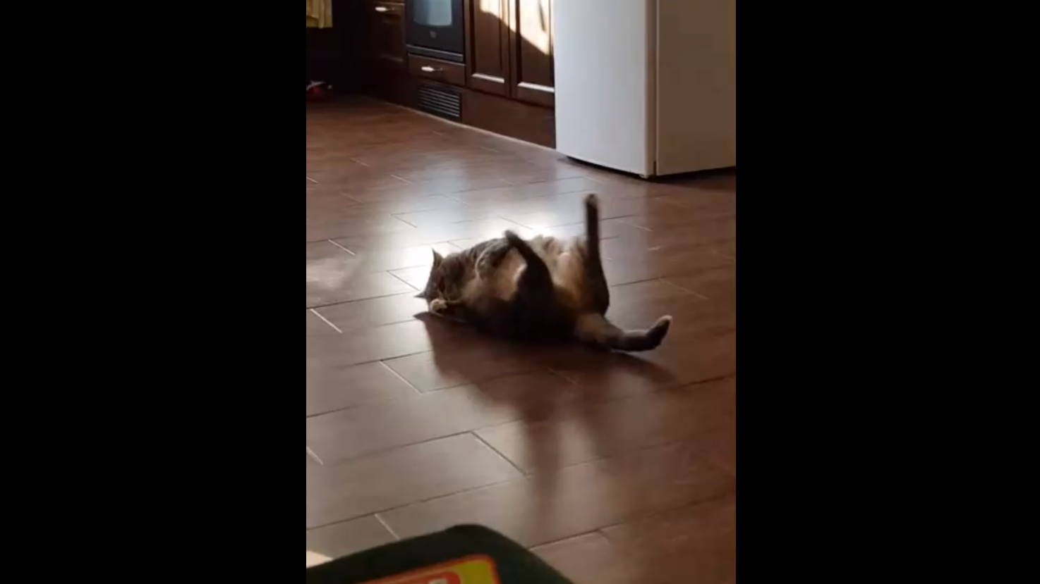 Кот занимается физкультурой смотреть онлайн