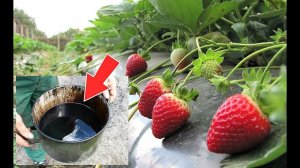 Вот это супер средство от всех вредителей клубники! Березовый деготь для обработки клубники!