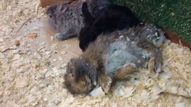 контактный zoo 2014 4 смотреть онлайн
