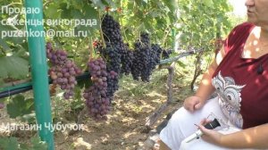 Виноград "Невеста" селекции Павловского (Пузенко Н.Л.)