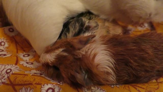 Новорожденные морские свинки. New born baby guinea pigs морскиесвинки смотреть онлайн